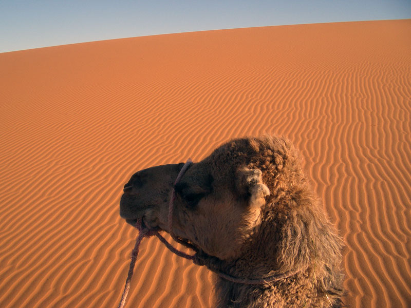 Erg chebbi, Sahara desert